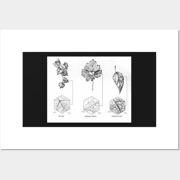 Pen and Ink Traditional Botanical Illustration Wall Art by emadamsinc